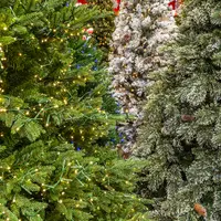 Christmas Trees at Elmwood Nursery & Garden Centre