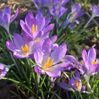 Now is the time: Planting Spring-Flowering Bulbs