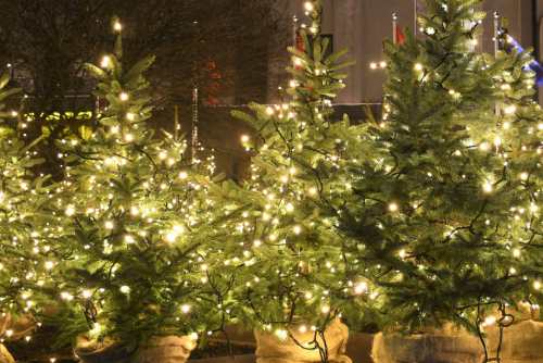 Christmas Trees - Elmwood