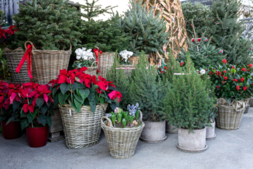 Christmas Gifts - Elmwood