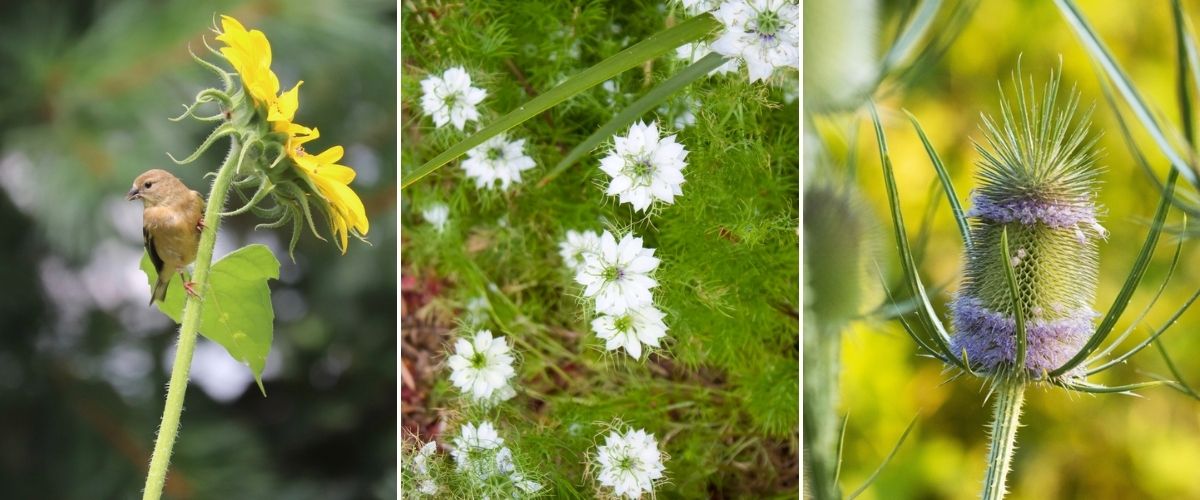 Annuals for wildlife - Elmwood