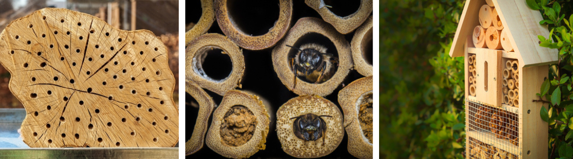 Elmwood - Bee Friendly Perennials