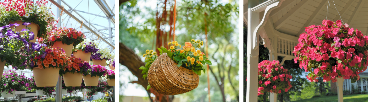 Hanging baskets Hanging baskets