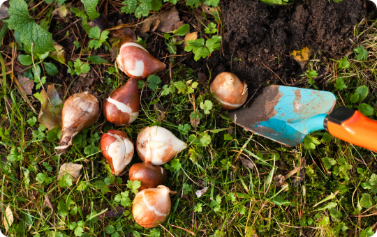 Spring Flowering Bulbs - Elmwood Spring Flowering Bulbs - Elmwood