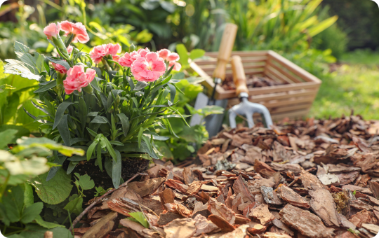Bark in Garden Beds - Elmwood Garden Centre
