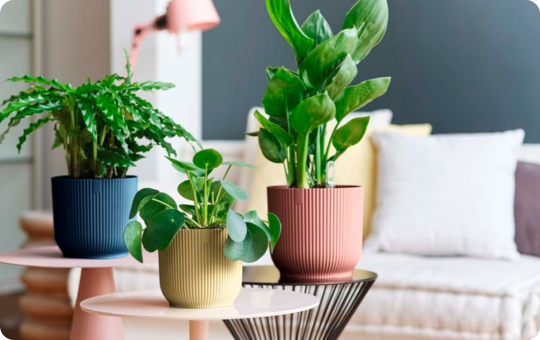 Indoor Pots - Elmwood