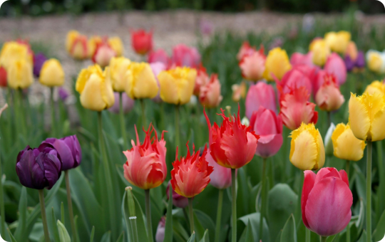 Spring Flowering Bulbs - Elmwood Spring Flowering Bulbs - Elmwood