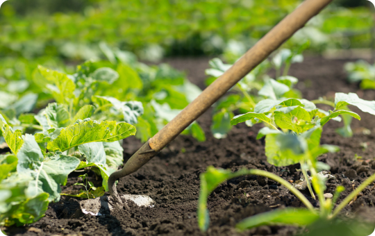 Growing Media & Compost - Elmwood Garden Centre