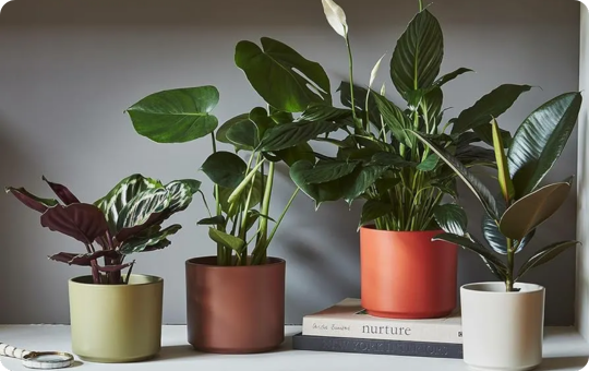 Indoor Pots - Elmwood