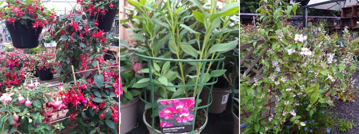 Fuchsia - Alstroemeria - Deutzia Pride of Rochester - Elmwood