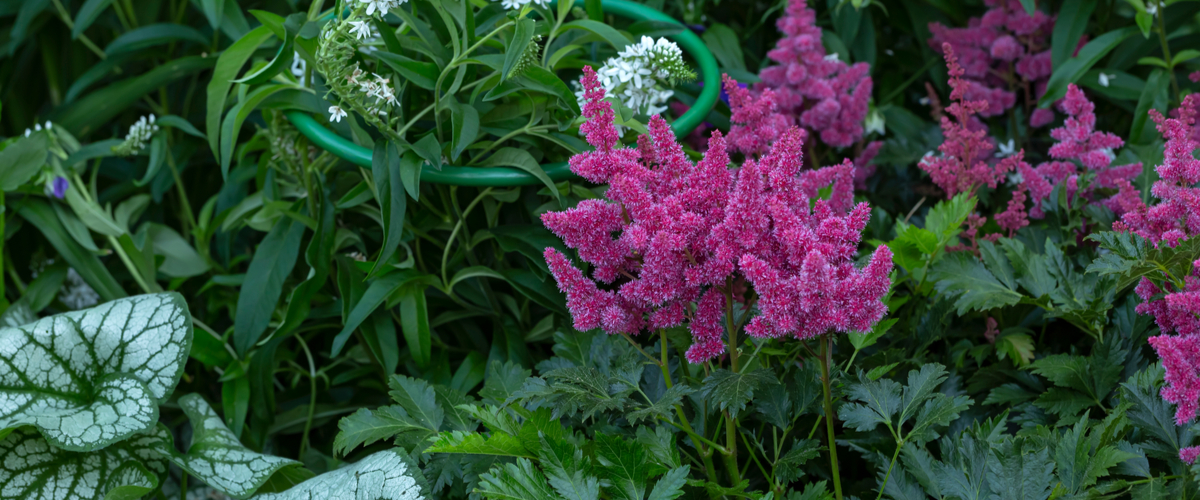 Perennials - Elmwood Perennials - Elmwood