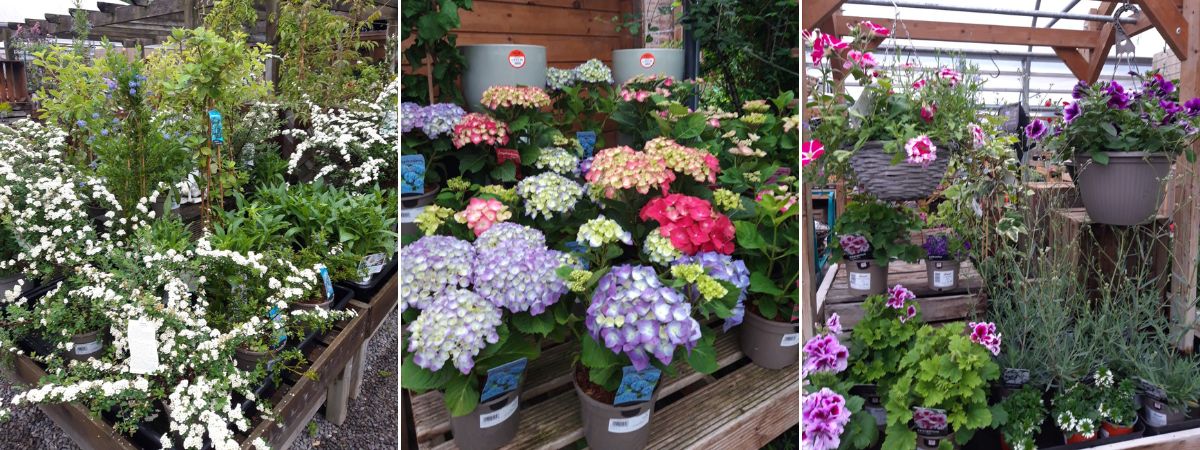 White Spirea - Hydrangea - Hanging Baskets - Elmwood