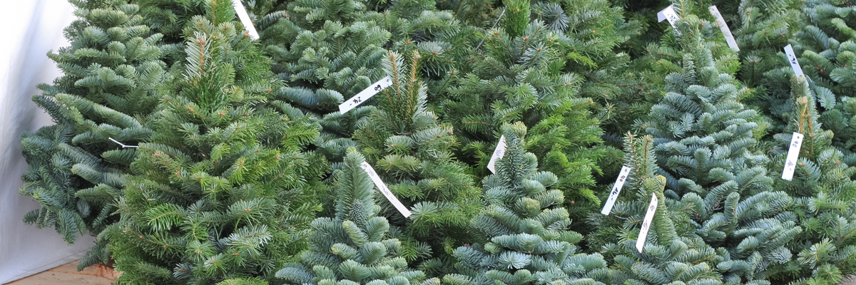 Christmas trees - Elmwood