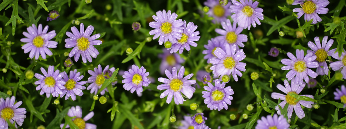 Half-hardy annuals - Elmwood