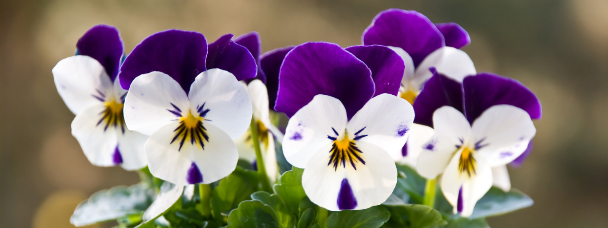 How to to plant annuals - Elmwood