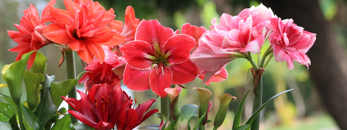 Summer Lillies - Elmwood