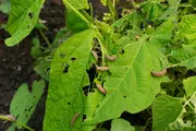 Garden pests