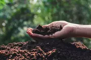 Soil and fertilisers