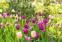 15 gardening tips for May