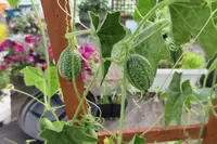 3 under-rated fruit and vegetables to grow