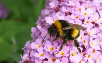 5 ways to support the bumble bees