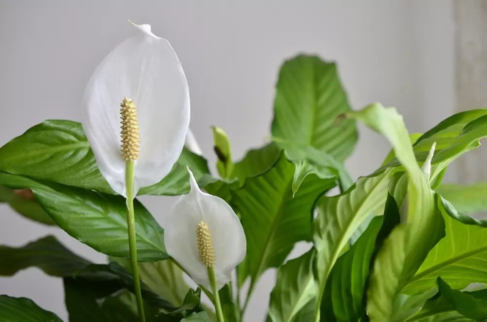 8 great indoor plants for dark rooms Elmwood Garden Centre Emerson