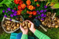 A colourful Spring garden: the preparations begin now!