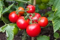 A guide to growing your own tomatoes