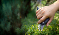 A Guide to Pruning in June