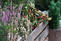 Autumn Plants at Elmwood Nursery & Garden Centre