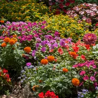 Celebrate summer with vibrant bedding plants and hanging baskets