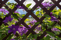 Climbing plants at Elmwood