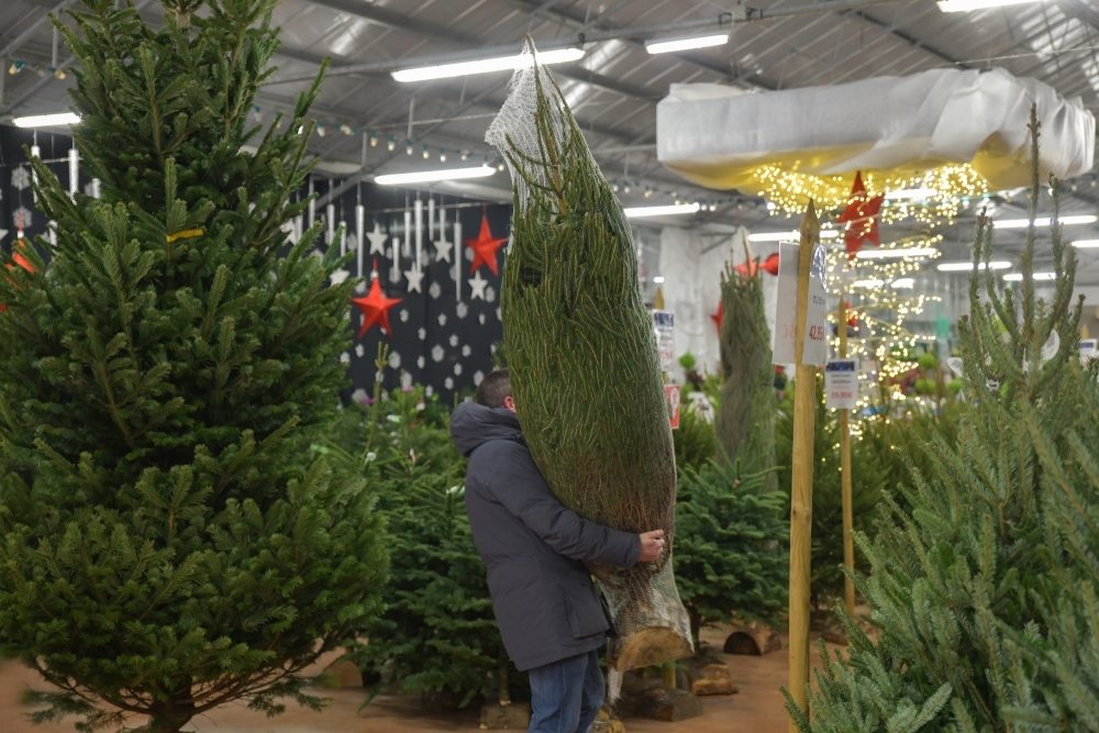 How to choose the perfect Christmas tree Elmwood Garden Centre