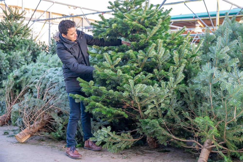 How to choose the right Christmas tree Elmwood Garden Centre