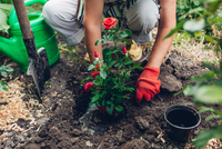 How to feed roses