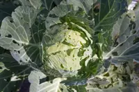 How to get rid of cabbage worms