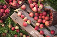 How to harvest and store apples