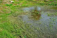 How to improve drainage in your lawn