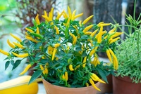 Organic vegetables to grow indoors 