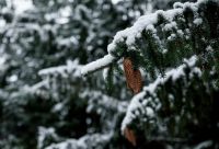 Protect plants, shrubs and trees against the frost