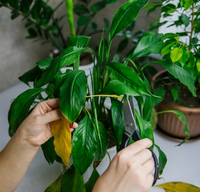 Pruning houseplants: All you need to know