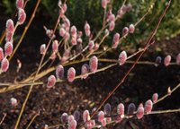 Salix gracilistyla