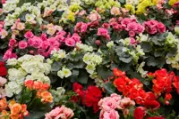 Start spring with Begonia