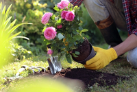 The beauty of roses in your garden