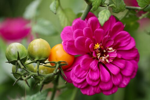 The Power of Companion Planting