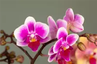 The unique characteristics of Orchids
