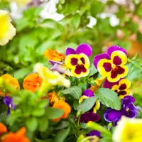 Top 5 Autumn Bedding Plants to Keep Your Garden Colourful