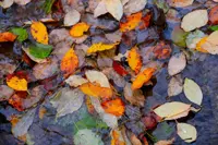 Top winter pond care tips