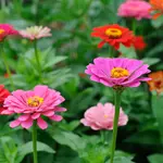 Summer Plants