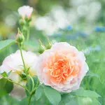 Summer Plants